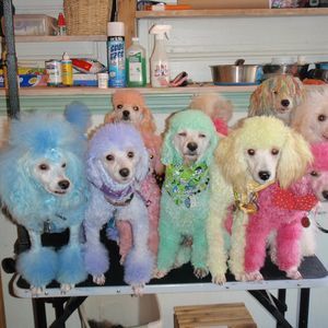 Meet your Posher, Alex